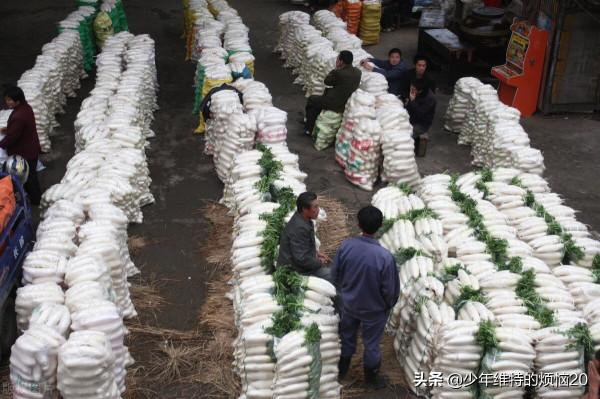 後天立冬了,這“8種”蔬菜多囤點,好吃易儲存,想吃不用經常買 後天立冬了,這“8種”蔬菜多囤點,好吃易儲存,想吃不用經常買