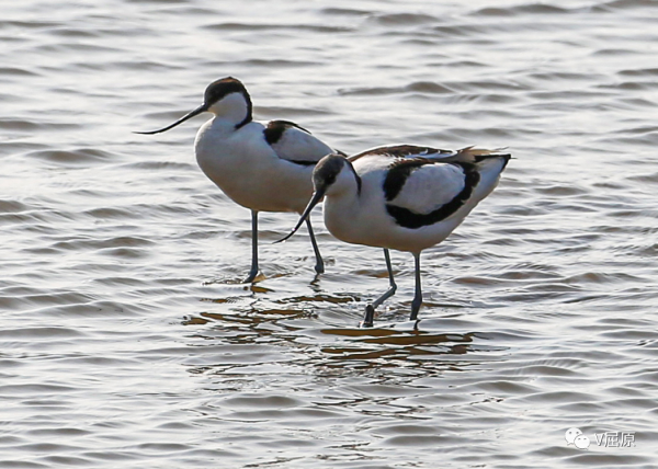 翹嘴娘子——反嘴鷸