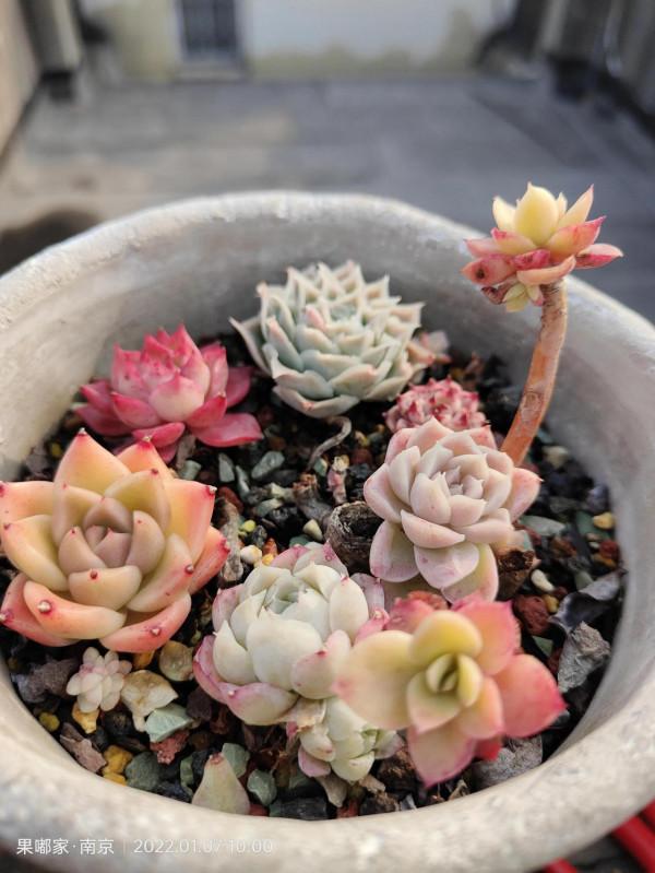 露養肉該有的健康色