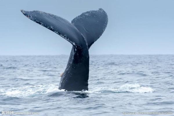 地球上最大動物……