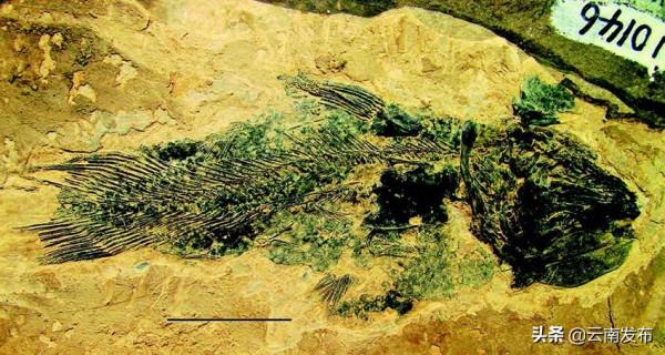 走進羅平生物群國家地質公園 探尋遠古生命印記