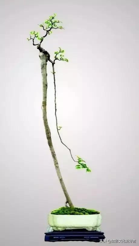 簡到極致盆景，卻蘊涵著美