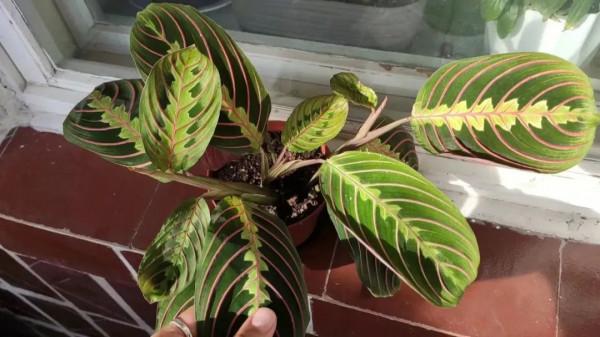 8種葉子長滿條紋的觀葉植物，很小眾的室內綠植，顏值可真不低