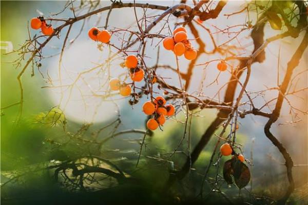 遠山溪流、古色建築、天然山貨……裡口山美得讓人心動