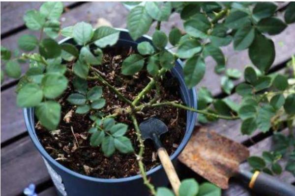 新的一年，想要養好花，要先改正6個&OpenCurlyDoubleQuote;壞習慣&rdquo;