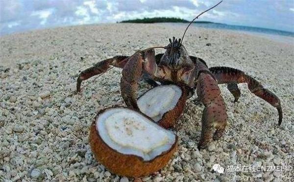 正在打高爾夫的澳洲大爺發現巨蟹正在順走自己的球杆