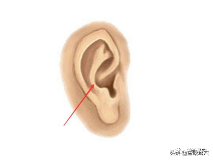 益康耳穴：耳與生物全息學說