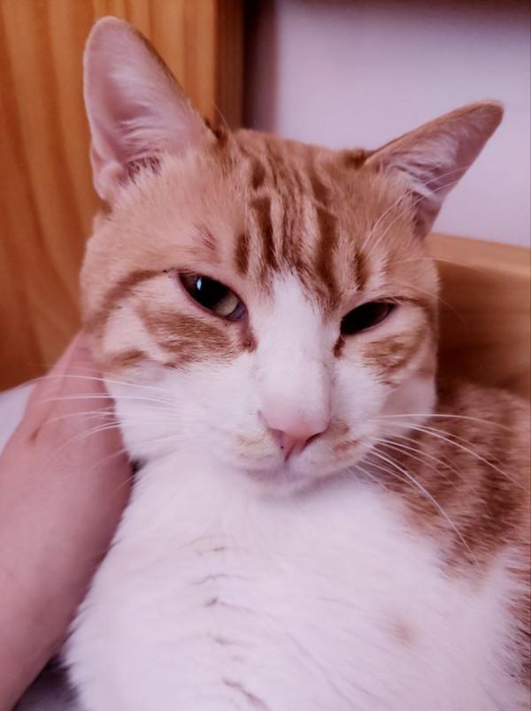 一隻小貓咪的賣家秀和買家秀 一隻小貓咪的賣家秀和買家秀