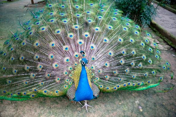 孔雀尾巴與詩之格律 孔雀尾巴與詩之格律