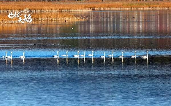【生態懷柔】“團寵”天鵝棲息懷柔,這裡生態堪稱絕絕子! 【生態懷柔】“團寵”天鵝棲息懷柔,這裡生態堪稱絕絕子!