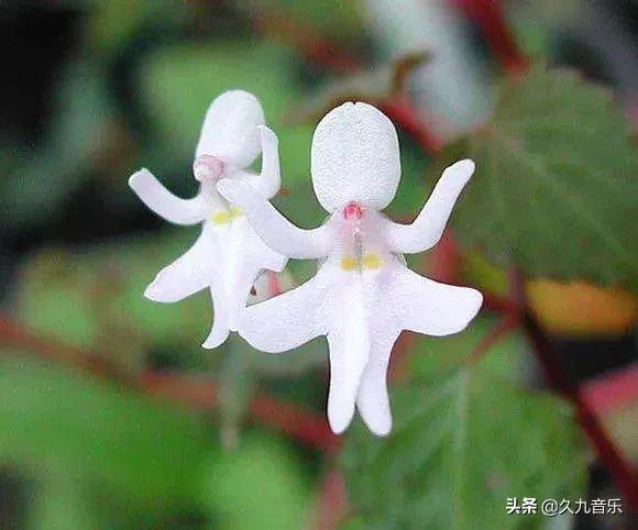 自然界中的奇花異草，看看你見過幾種？