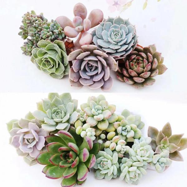 神奇的大自然之多肉植物！竟然很多都沒見過！太神奇了！（下）