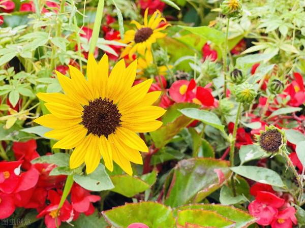 北京最大公園南海子，去了還想去的地方