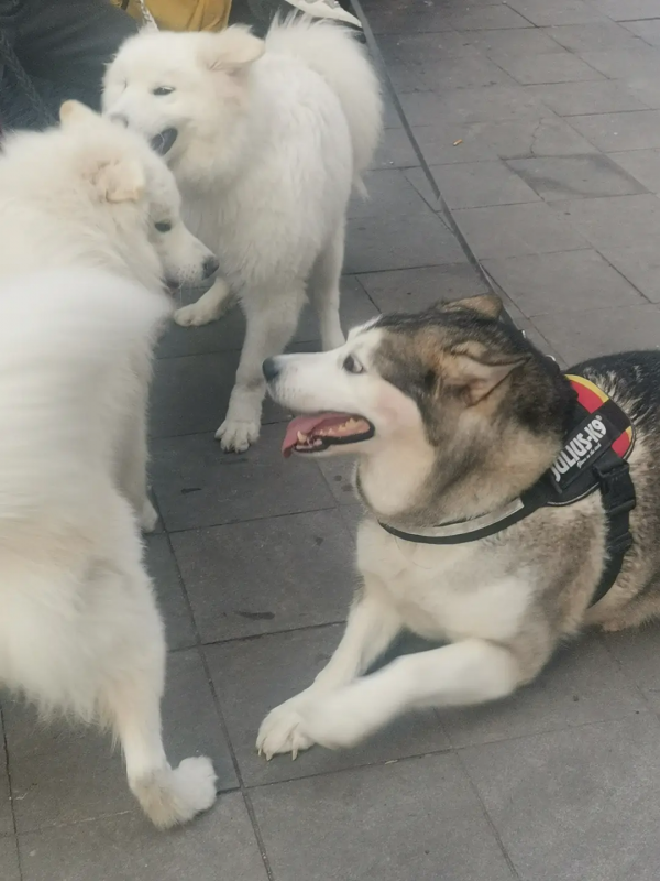 組圖：路邊的小動物（1）