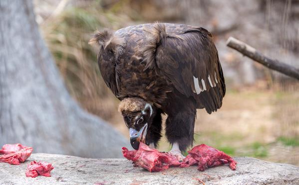為啥人不能吃生的動物肉，動物吃了就沒事？人類真這麼脆弱麼