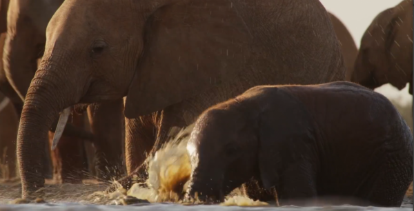非洲特大旱災，動物屍橫遍野，50歲大象女王用智慧拯救族群