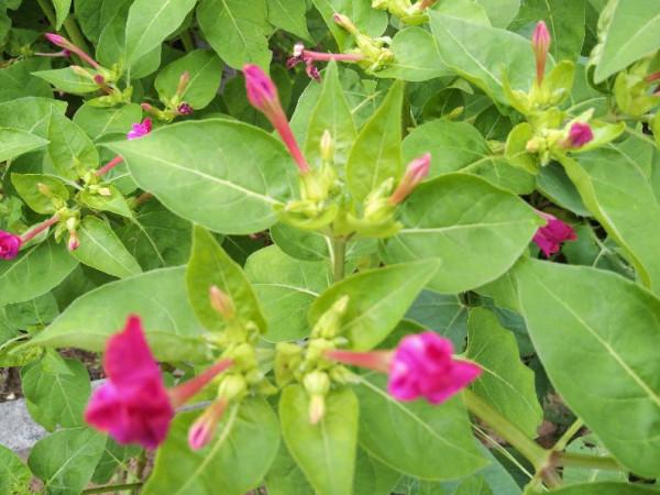 飲食是生命之根，健康之本，老年人合理飲食宜於延年益壽