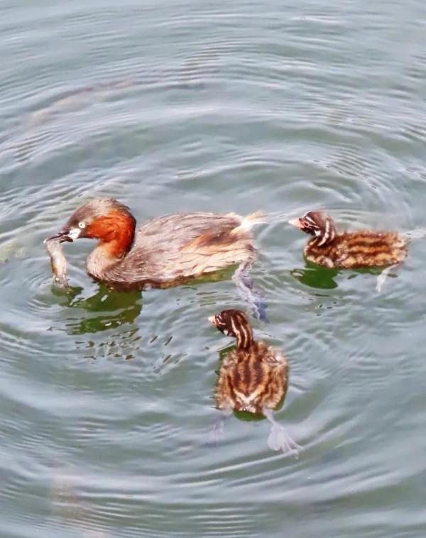 瞧這一家子—小鸊鷉的幸福生活 瞧這一家子—小鸊鷉的幸福生活