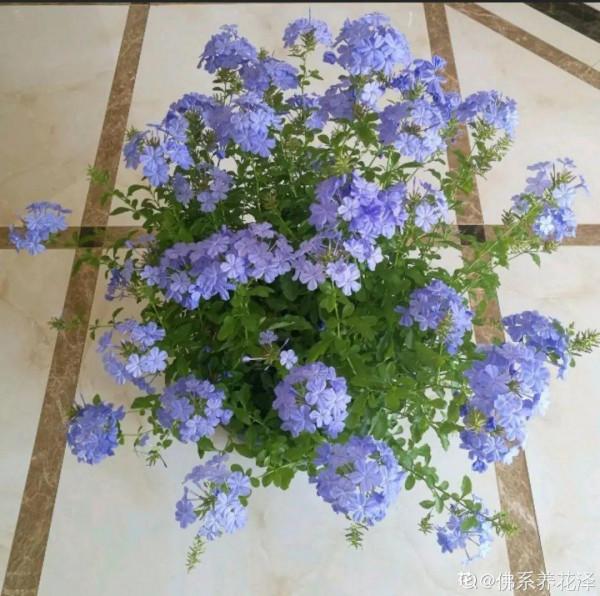 連陰雨天氣，最適合扦插，成活率超高