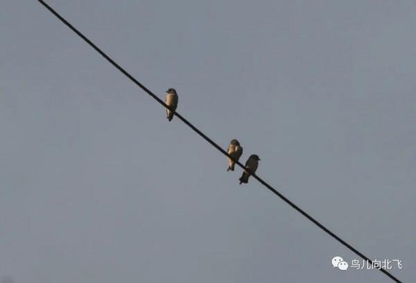 海南鳥事之九 似燕不是燕，喜歡抱成團