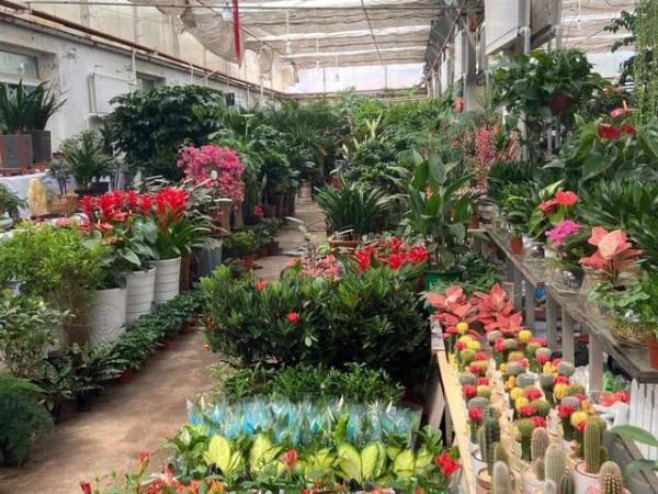 節後抽時間去逛花市，正是“撿漏”的好時機，有經驗的花友都會去