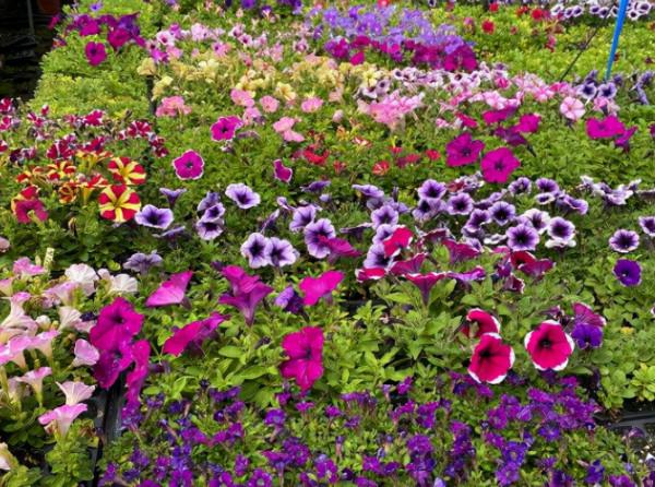 這4種花不易生病好養活，開花就爆盆，園藝新人小白入手不吃虧