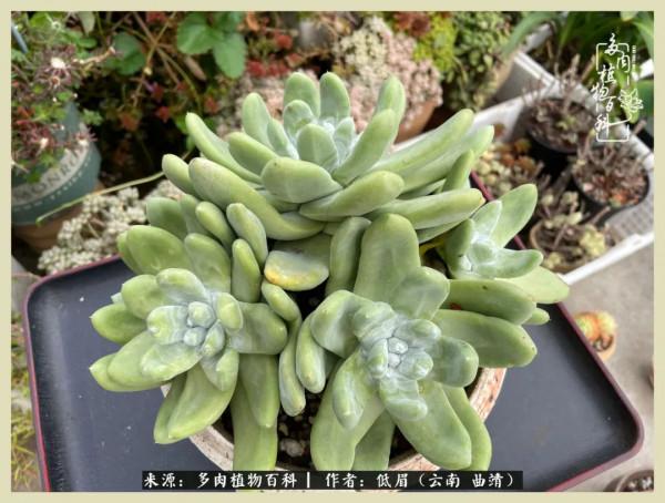 正是花好月圓時，再訪楊姐的屋頂花園