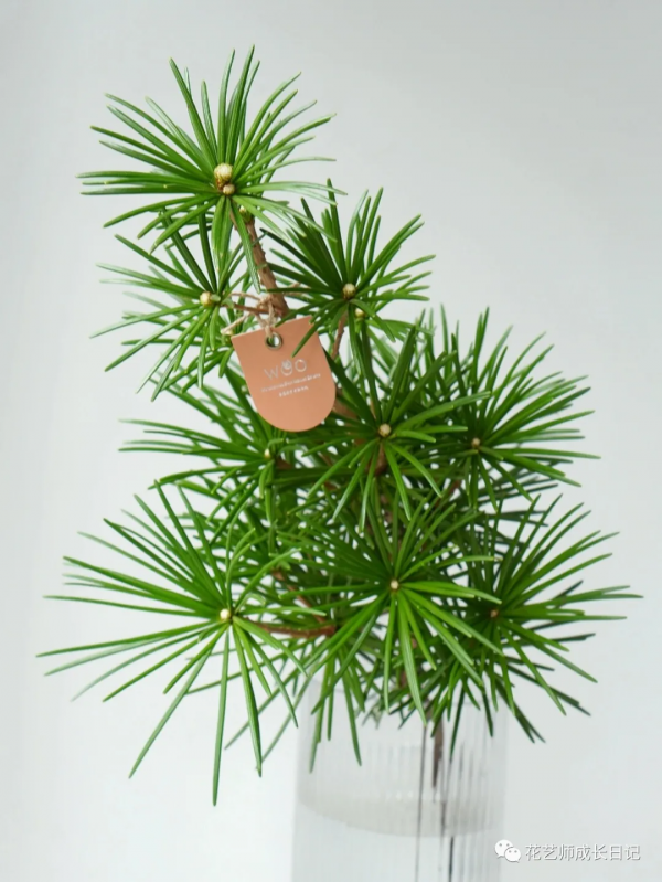 每日一花 | 日本金松,生活就要“放青松”~vol.14 每日一花 | 日本金松,生活就要“放青松”~vol.14