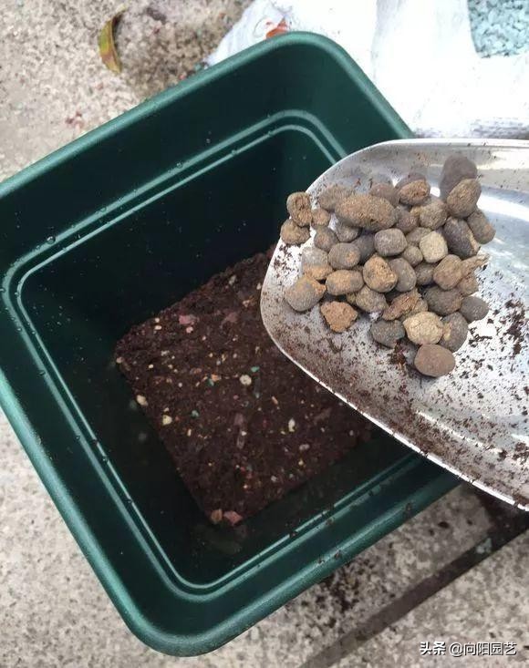 虎皮蘭有“3喜3怕”,做對了,葉片槓槓厚,爆滿小崽子,真好看 虎皮蘭有“3喜3怕”,做對了,葉片槓槓厚,爆滿小崽子,真好看