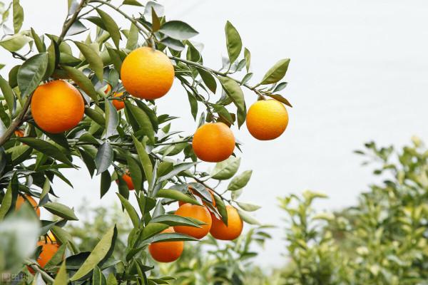 兩難抉擇案例:人生之禮,與其奢華不遜,毋寧簡單粗樸 兩難抉擇案例:人生之禮,與其奢華不遜,毋寧簡單粗樸