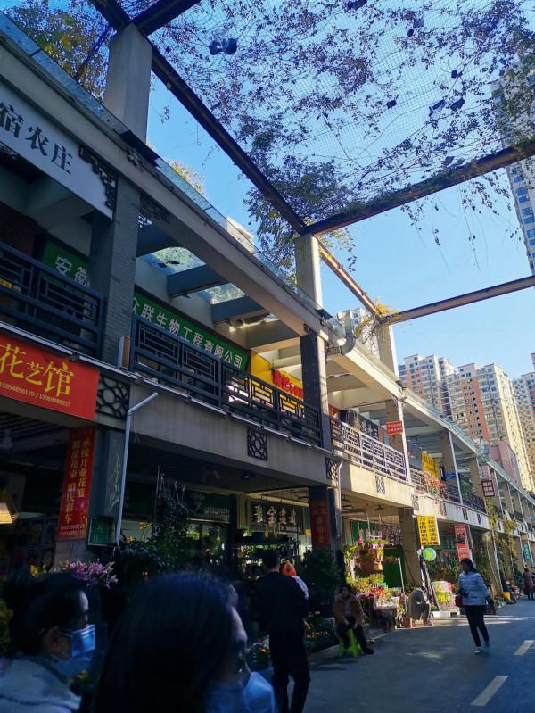 週末逛花市~10元就能買到一週快樂