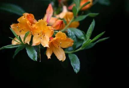 分享——杜鵑花