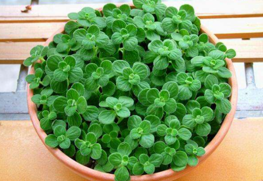 7種“養生花”，漂亮又好養，家中養一盆，食用價值高