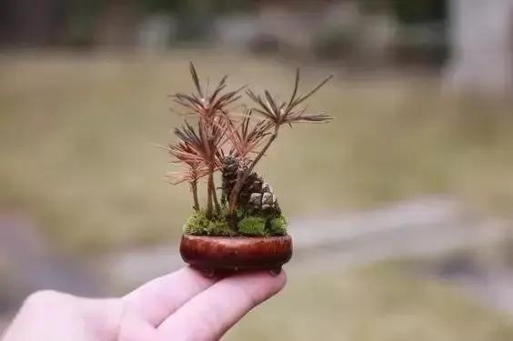 分享：拇指盆景，盆景雖小見天地，真的是太美了