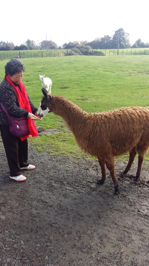 紐西蘭餵食草泥馬
