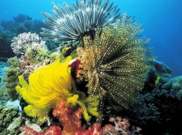 海底世界一一珊瑚媚