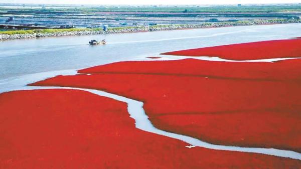 林草科普|這裡是大小淩河口候鳥驛站 林草科普|這裡是大小淩河口候鳥驛站