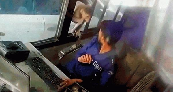 偷錢、殺人、綁架,印度猴子無惡不作,老百姓們為何拿它們沒辦法 偷錢、殺人、綁架,印度猴子無惡不作,老百姓們為何拿它們沒辦法