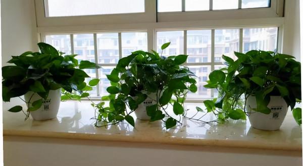 人養花,花亦養人!這11種能養人的“健康花”,建議至少養一種 人養花,花亦養人!這11種能養人的“健康花”,建議至少養一種