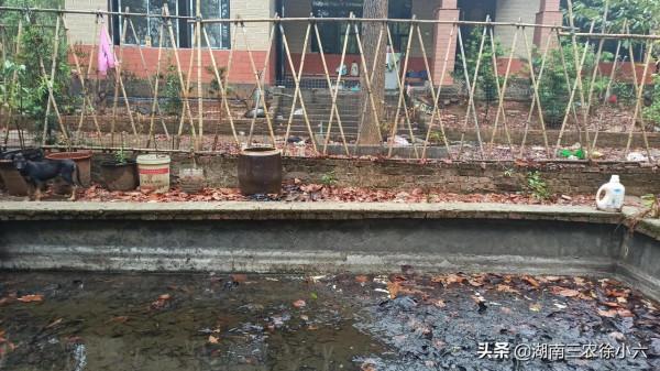 湖南有位農民在一個水池裡試養一千條鱔魚，五年後幹了一條都沒有