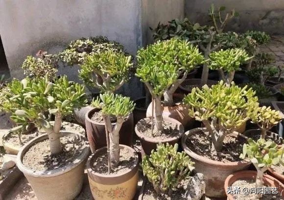 吸財樹，玉樹，動手剪剪枝，株型更美，價格翻倍，一盆值1000