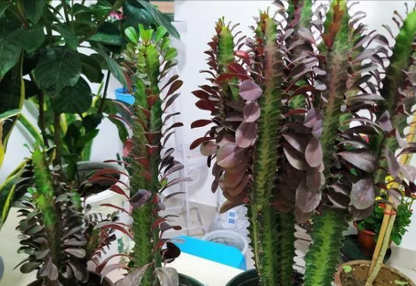 客廳裡適合養的3種植物，不僅高階大氣，還能淨化空氣