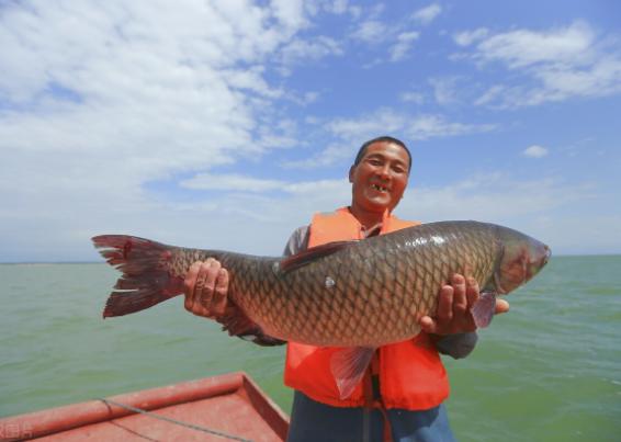 這4種魚平時儘量少吃,或對身體不利,來看下 這4種魚平時儘量少吃,或對身體不利,來看下