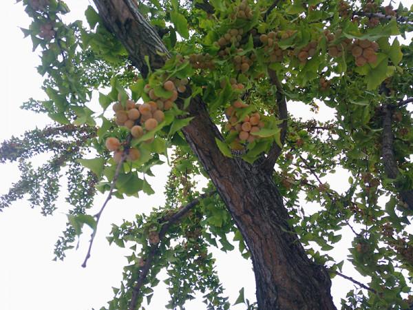 秋天的銀杏村 秋天的銀杏村