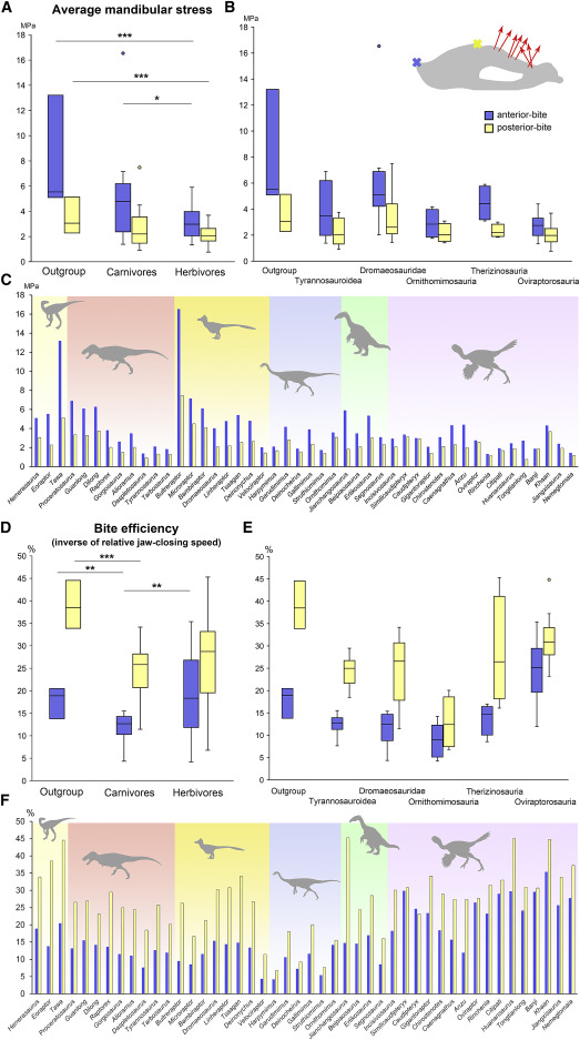 研究：獸腳亞目恐龍的下顎進化得更強大 使它們能夠食用更堅硬的食物
