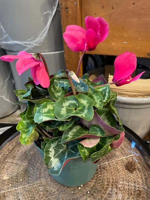 勤養魚，懶養花，家裡這些常見的盆栽綠植都要粗放養護