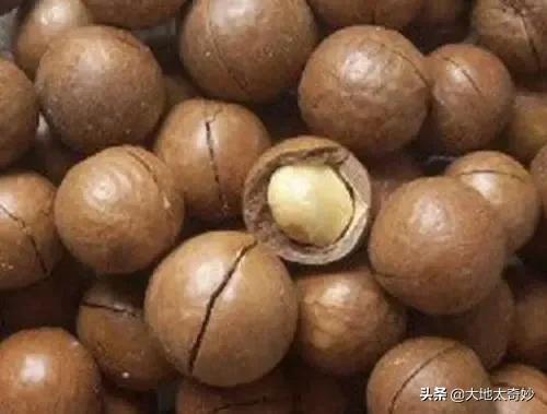 “夏威夷”現狀，帶你看看真實的美國夏威夷州