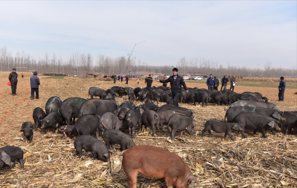 退伍老兵返鄉養黑豬，一年賣出5000萬，帶領老鄉一起走上致富路