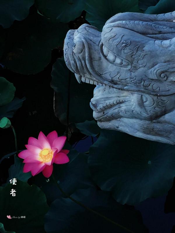 冬季看蓮花是“雪蓮”嗎? 冬季看蓮花是“雪蓮”嗎?