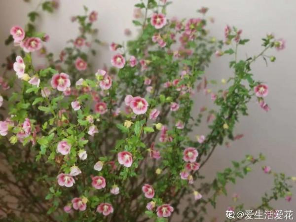 花成了光桿司令，剪一刀撒點藥，很快冒新芽
